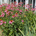 810 Dowlin Forge Road, Downingtown, PA