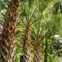 54 Dalton Street, Daniel Island, SC
