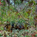 2046 Cordes Street, Osprey, FL