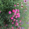 6647 Apache court, Niwot, CO
