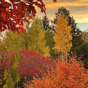 6647 Apache court, Niwot, CO