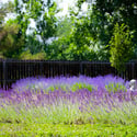 7922 Meadowlake Road, Niwot, CO