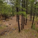 3387 Lee Doyle, Forest Highlands, Flagstaff, AZ