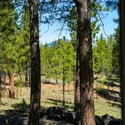 View from the primary bedroom. Picturesque forest setting offering a peaceful retreat, surrounded by lush trees and open space.