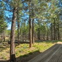 Deck access from the primary bedroom. Discover a secluded retreat surrounded by tall pines, perfect for outdoor adventures and tranquility.