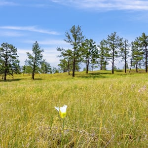 Vista View Ranches, Calhan, CO