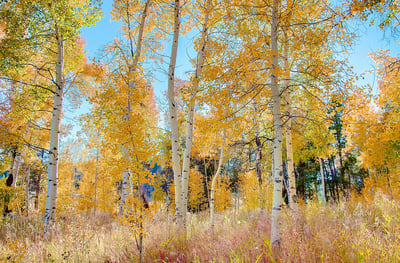 23800 County Road 16, 508, Oak Creek, CO