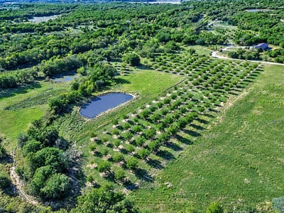 PARTIAL VIEWS OF IRRIGATED PECAN ORCHARD