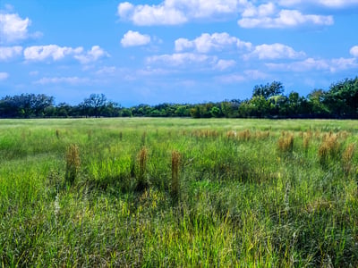 BEAUTIFUL MEADOWS