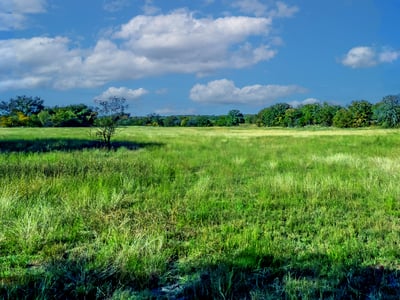 MORE BEAUTIFUL MEADOWS