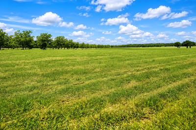 BEAUTIFUL HAY MEADOW