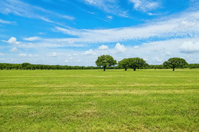 HAY MEADOW...Extra View