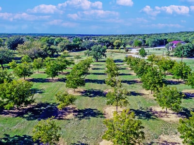 IRRIGATED PECAN ORCHARD