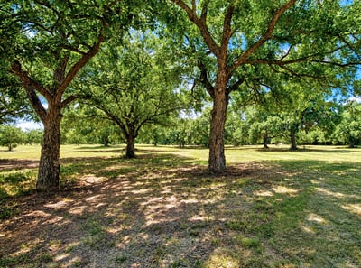 BEAUTIFUL TREES