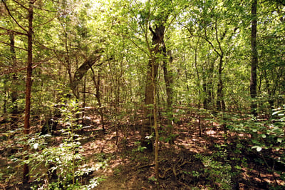 WOODED AREAS OF LAND