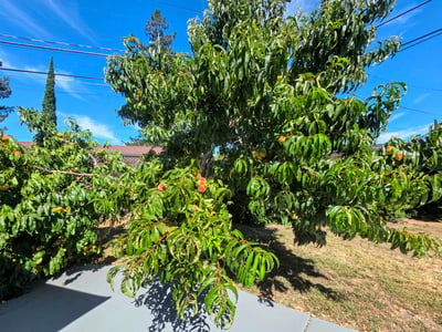 565 Marge Way, San Jose, CA