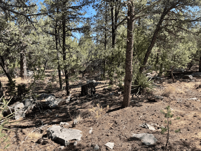 36 Williams Road, Edgewood, NM