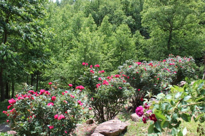337 Roberson School Rd., Moravian Falls, NC