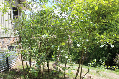 337 Roberson School Rd., Moravian Falls, NC