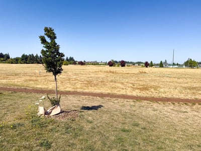 Plenty of green-space.