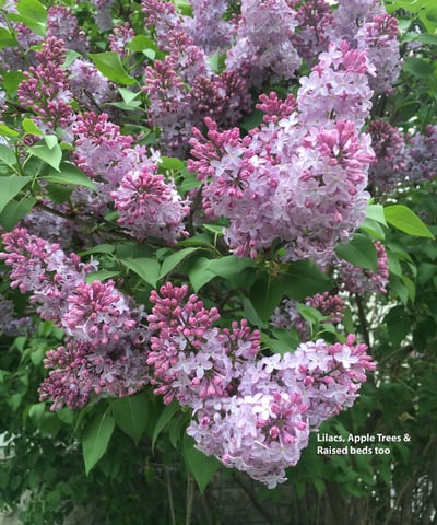 Lilacs. Apple Trees. Raised beds too!