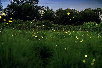 Fireflies in Back Yard - June/July!