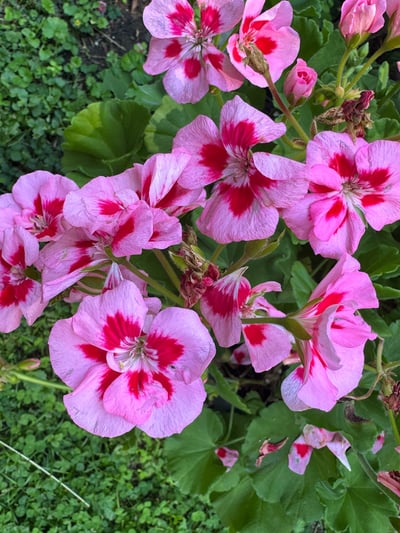 Perennial Gardens