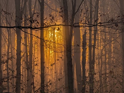 Light in the Trees