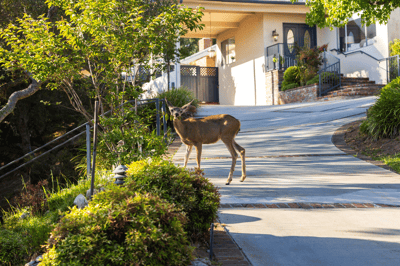 1001 Briarcliff Road, Monrovia, CA