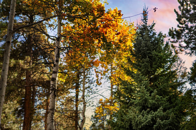 28696 Little Big Horn Dr, Evergreen, CO