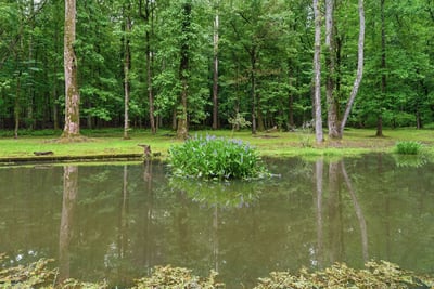 Discover a tranquil pond surrounded by lush greenery and stunning natural beauty.