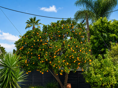 12773 La Maida St, Los Angeles, CA