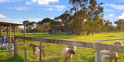 Expansive rural property featuring lush pastures and grazing sheep, perfect for livestock enthusiasts or hobby farmers.