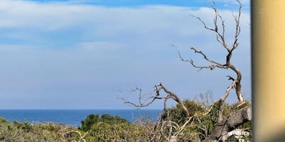 Enjoy breathtaking ocean views framed by unique coastal vegetation from this scenic hillside setting.