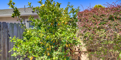 444 Walnut St, Arroyo Grande, CA