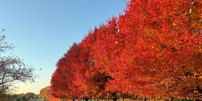 Vibrant fall colors line the front of the property.