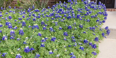 1712 Kaiser Cove, Argyle, TX
