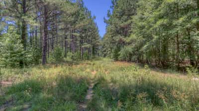 Presswood Lake Tract, Columbia County, AR
