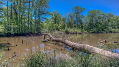 Presswood Lake Tract, Columbia County, AR