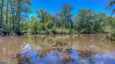 Presswood Lake Tract, Columbia County, AR