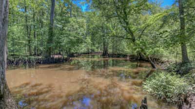 Presswood Lake Tract, Columbia County, AR