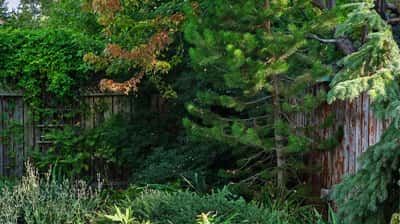 Lush greenery and mature trees create a private oasis in this spacious outdoor retreat.