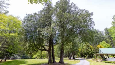 Spacious lot with mature trees and scenic landscape, ideal for building your dream home or retreat.