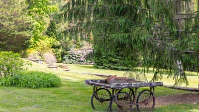 Discover a tranquil outdoor space featuring a vintage cart surrounded by lush greenery and vibrant landscaping.