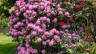 Lush garden blooming with vibrant rhododendrons creates an inviting outdoor retreat in this property.