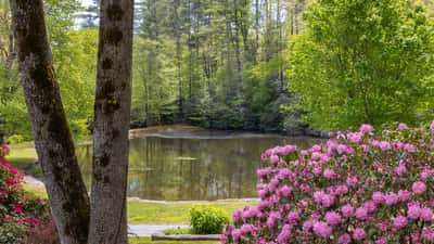 Scenic lake view surrounded by vibrant greenery and blossoming flowers offers a tranquil escape.