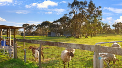 Expansive rural property featuring lush pastures and grazing sheep, perfect for livestock enthusiasts or hobby farmers.