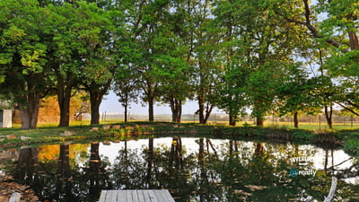 Scenic property featuring a tranquil pond surrounded by mature trees and vibrant greenery. Perfect for outdoor enthusiasts.