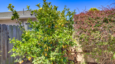 444 Walnut St, Arroyo Grande, CA