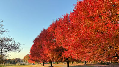 Vibrant fall colors line the front of the property.